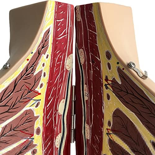 JJZXD Модел Анатомия на женски гърди Модел Покоящейся на гърдите Може да Бъде отворена и затворена Гинекологическая Демонстрационен